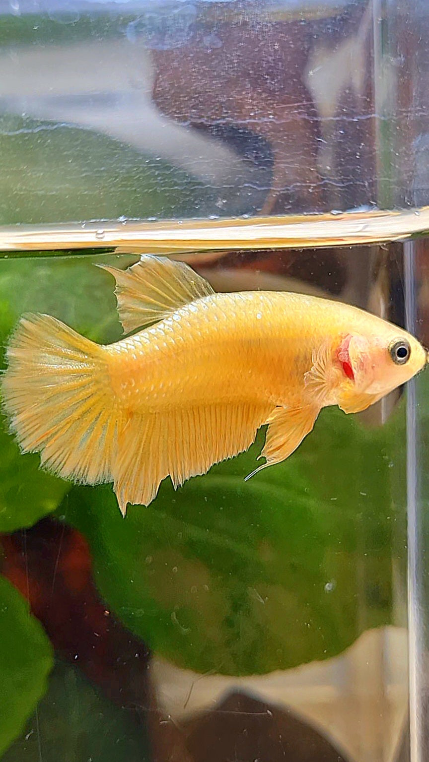 FEMALE PLAKAT SUPER GOLD BETTA FISH