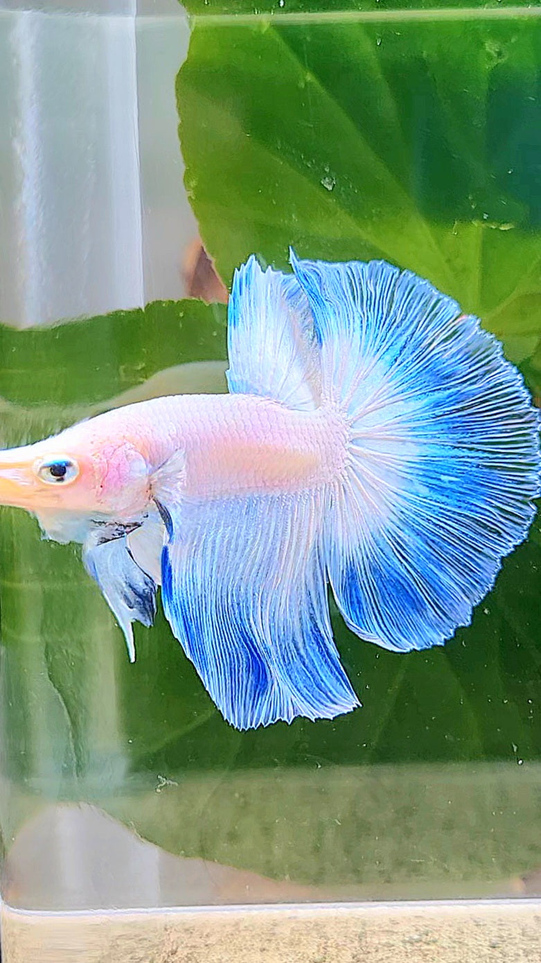 LUXURY HALFMOON FANCY ICE BLUE RIM BUTTERFLY BETTA FISH