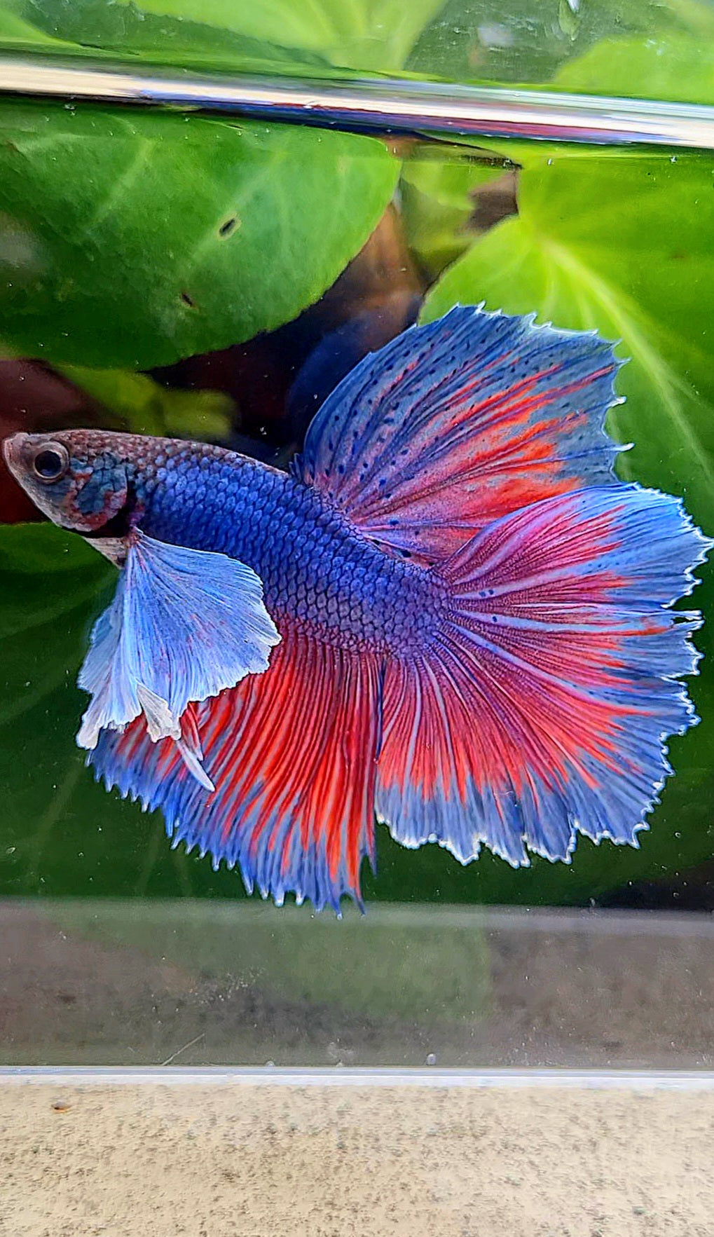 HALFMOON SUPER DUMBO EAR BLUE PURPLE RED BETTA FISH