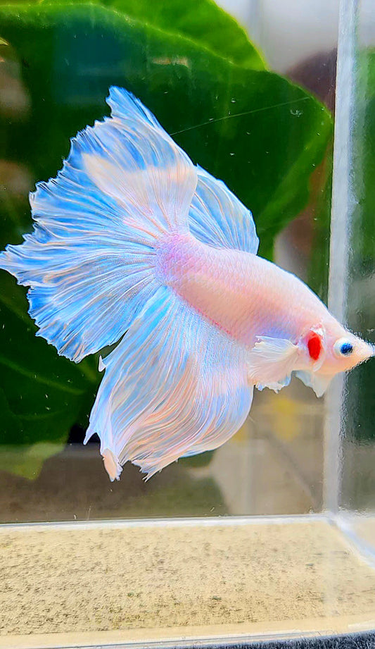 HALFMOON ROSETAIL WHITE BETTA FISH