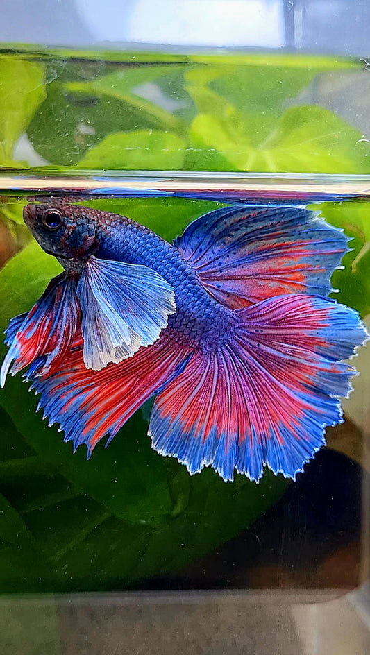 HALFMOON SUPER DUMBO EAR BLUE PURPLE RED BETTA FISH