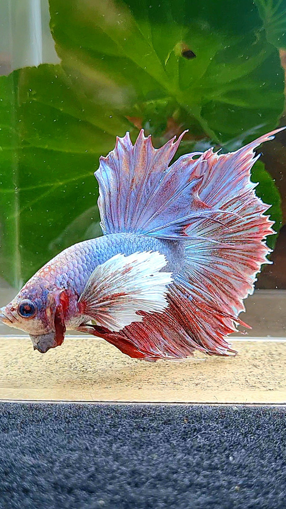 HALFSUN DUMBO EAR FANCY RED PURPLE BETTA FISH