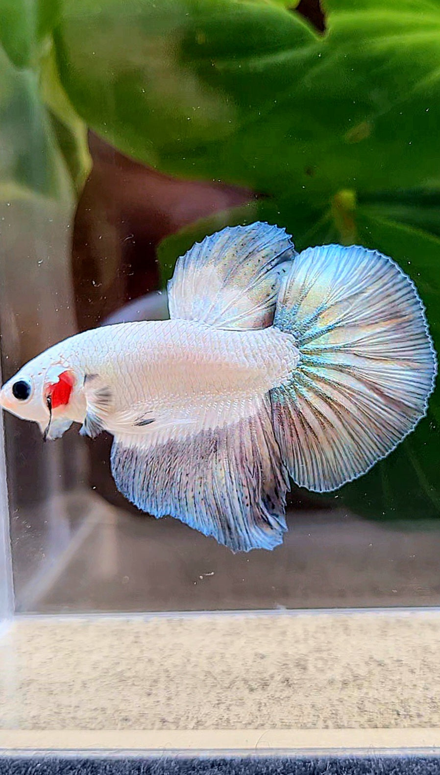 HALFMOON COPPER RIM BETTA FISH