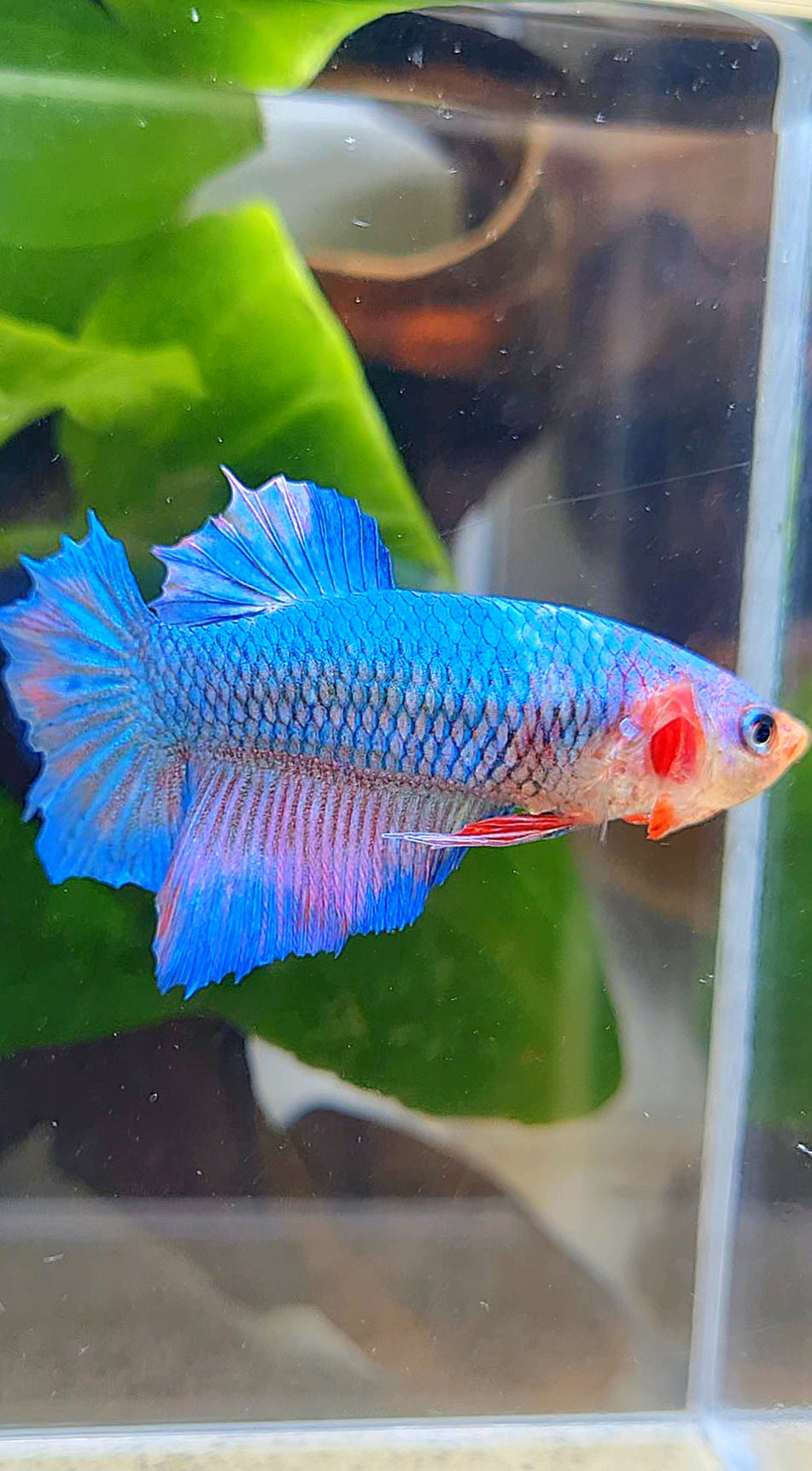 FEMALE HALFMOON BLUE BETTA FISH