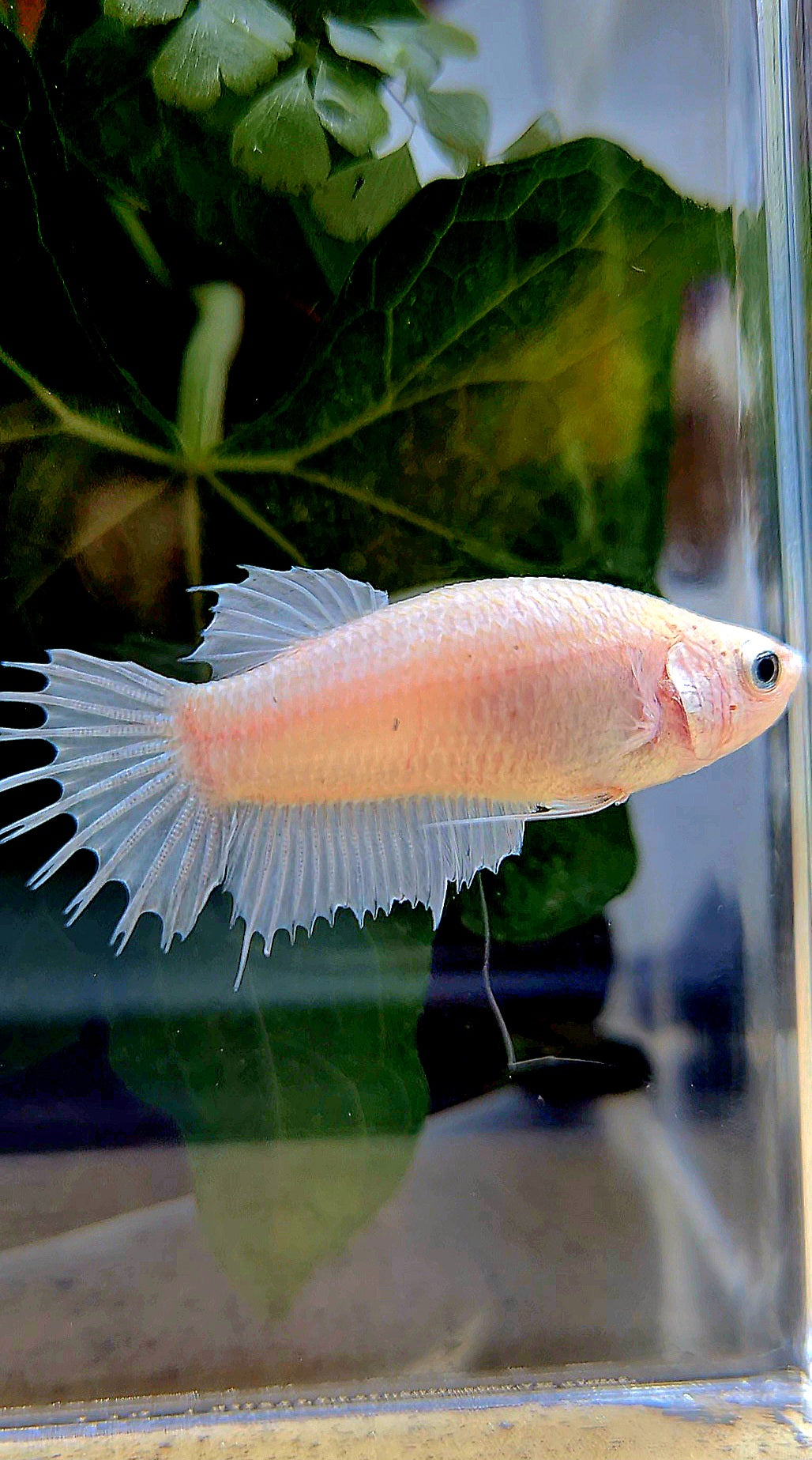 FEMALE CROWNTAIL PLAKAT WHITE BETTA FISH