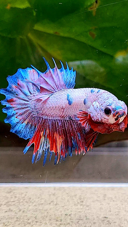 CROWNTAIL PLAKAT PINK FANCY FLAMINGGO DOTS BETTA FISH