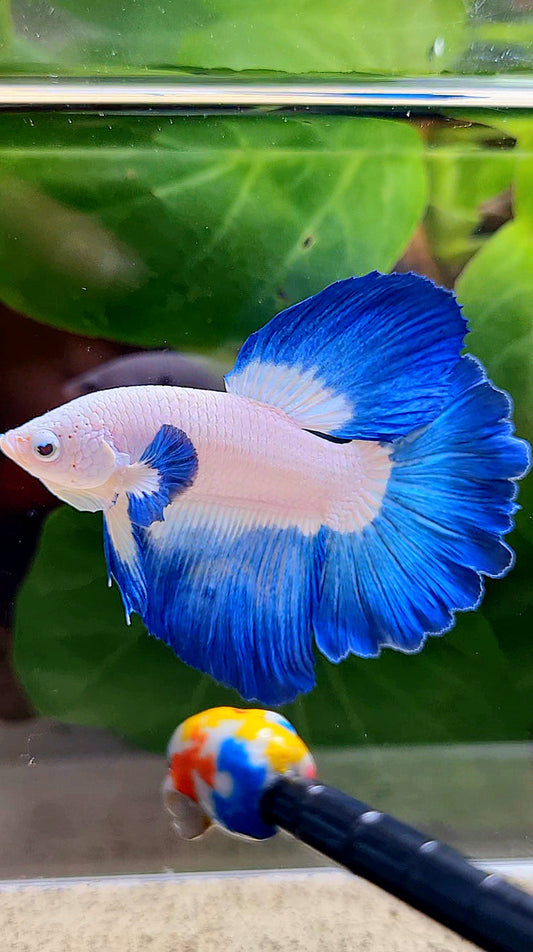HALFMOON ROSETAIL BLUE RIM BICOLOR BETTA FISH
