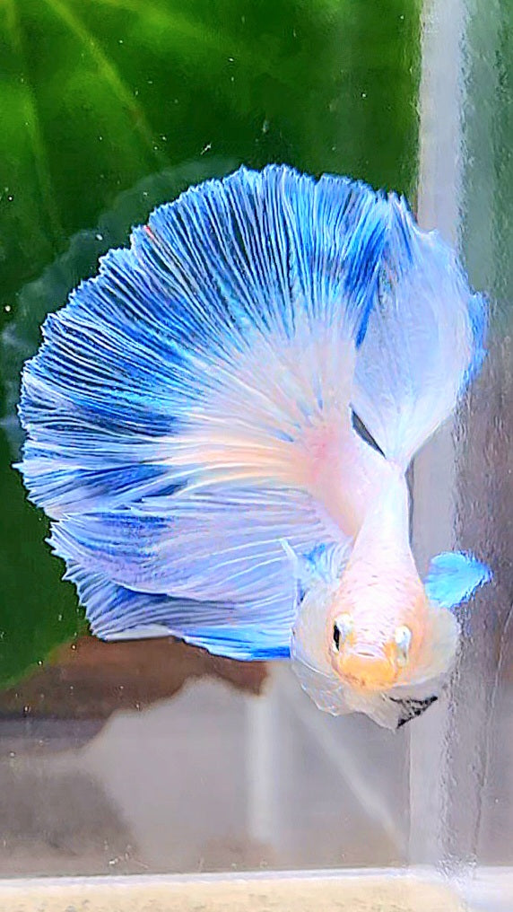 LUXURY HALFMOON FANCY ICE BLUE RIM BUTTERFLY BETTA FISH