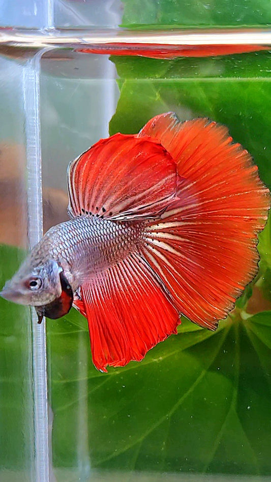 HALFMOON ROSETAIL IMBELIS RED COPPER HYBRID WILD BETTA FISH