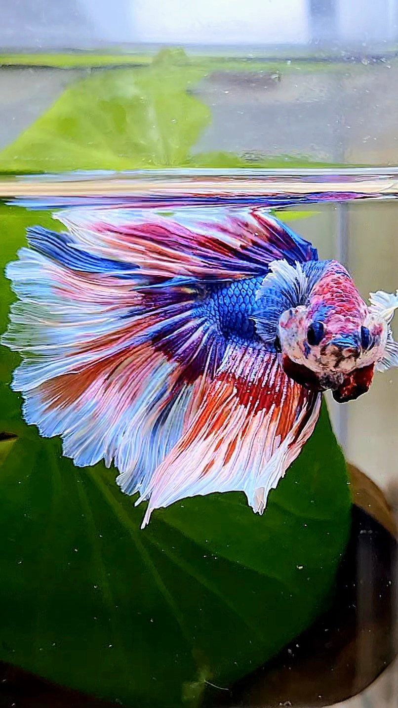 XL HALFMOON ROSETAIL BIG EAR BLUE FANCY MULTICOLOR BETTA FISH