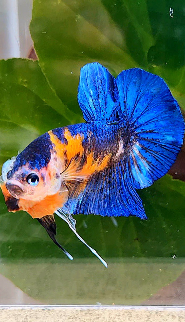 PLAKAT ORANGE BASED BLUE METALLIC MULTICOLOR BETTA FISH