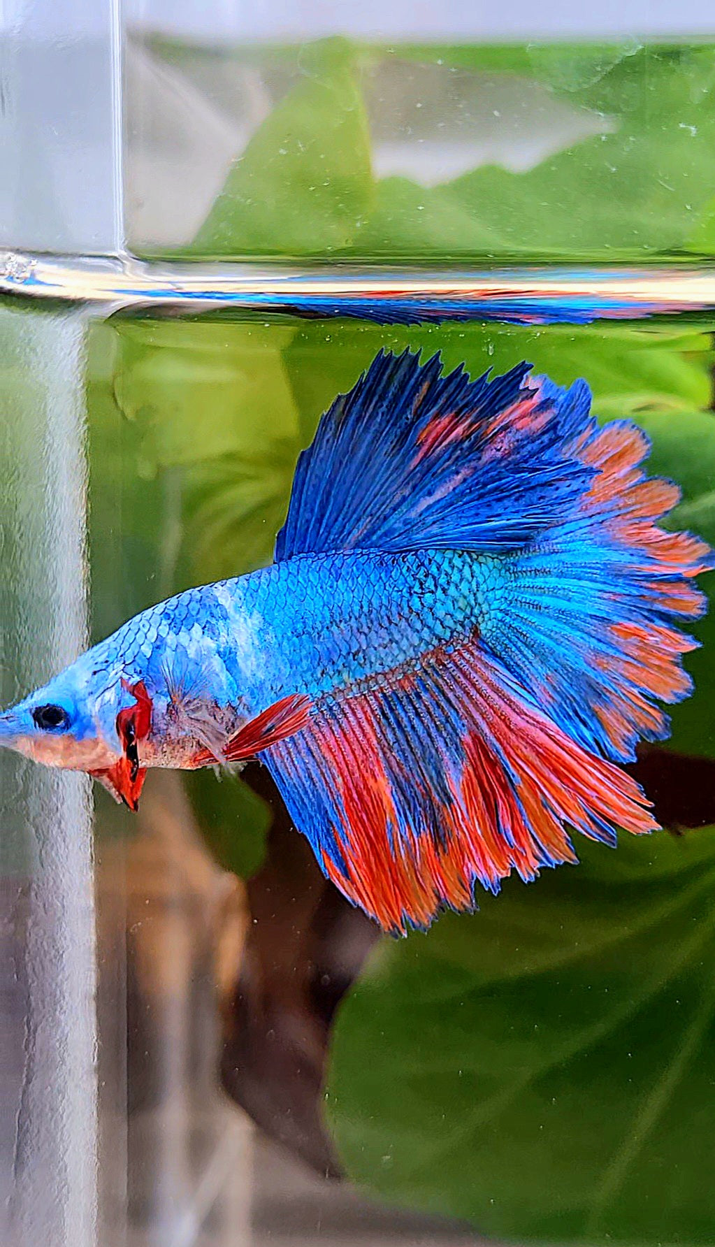 HALFMOON ROSETAIL BLUE PINK PATTERN BETTA FISH