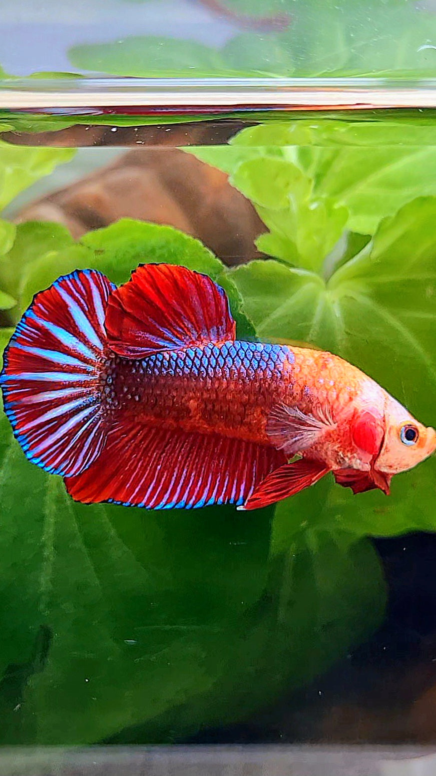 PLAKAT RED FANCY MONKEY FACE BETTA FISH