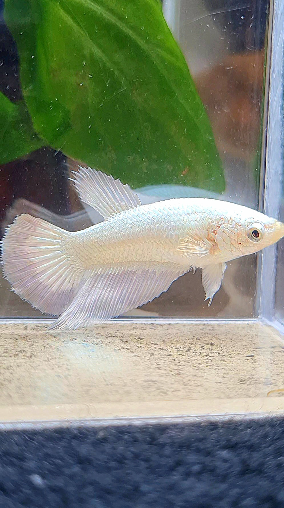 FEMALE HALFMOON COPPER RIM BETTA FISH