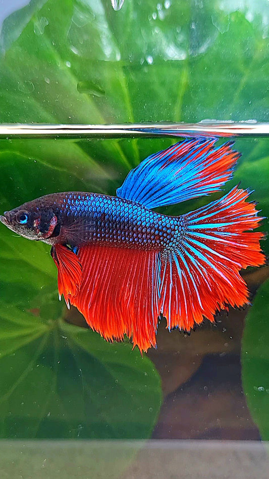 HALFMOON IMBELLIS BLUE RED HYBRID WILD BETTA FISH
