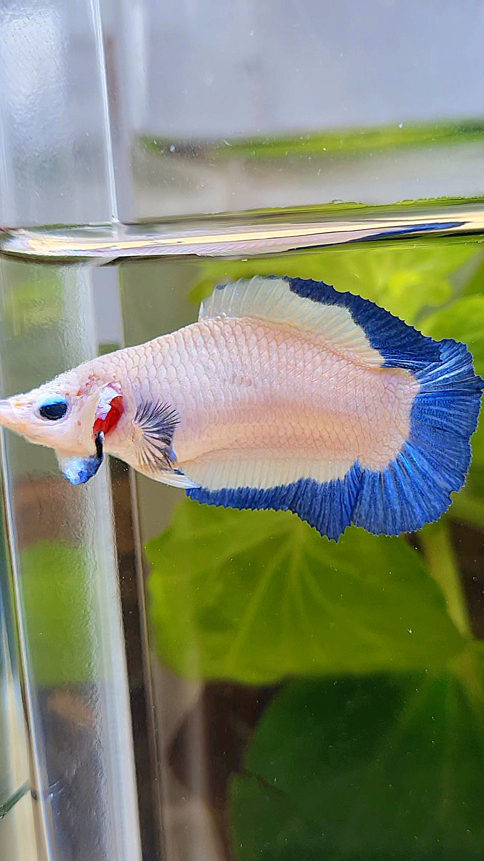 FEMALE PLAKAT DOUBLE TAIL BLUE RIM BUTTERFLY BETTA FISH