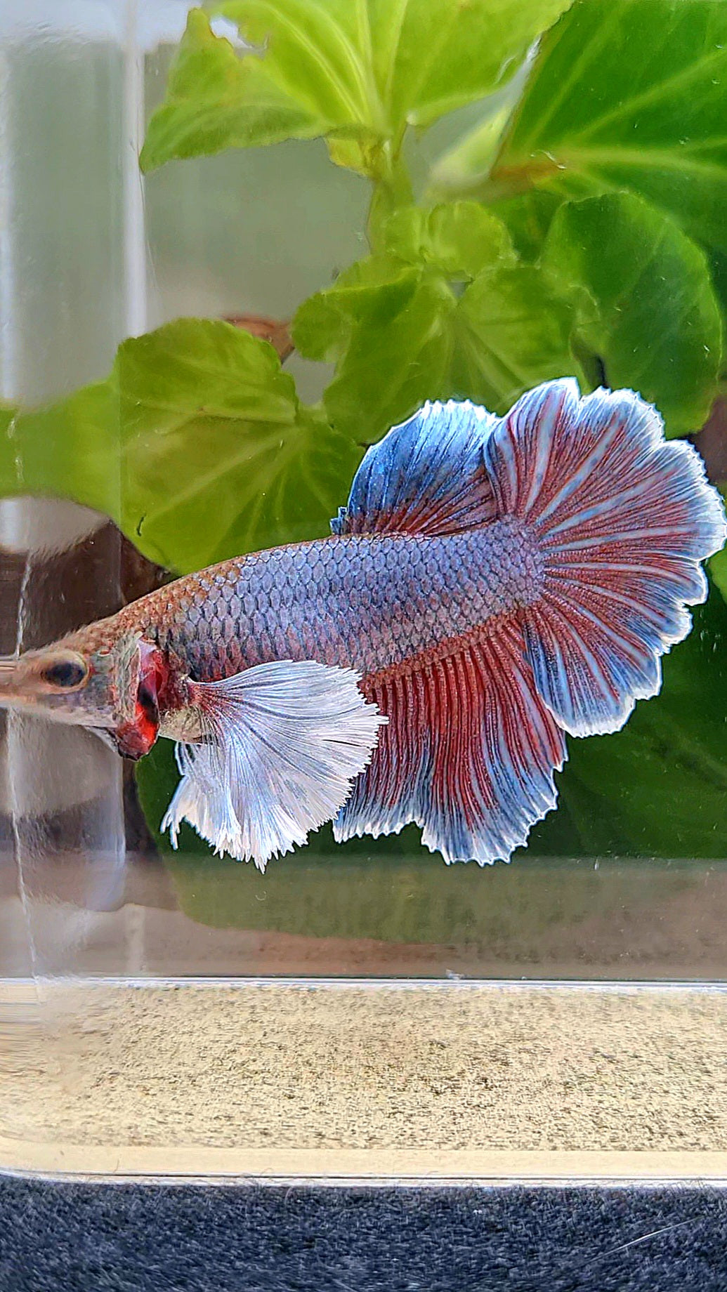 FEMALE HALFMOON ROSETAIL SUPER DUMBO EAR PURPLE BETTA FISH