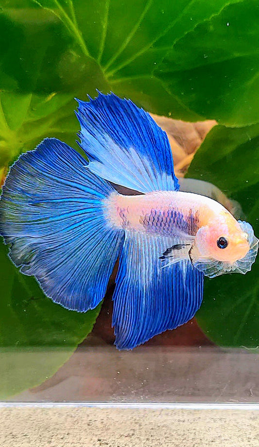 HALFMOON BLUE RIM PANDA BETTA FISH