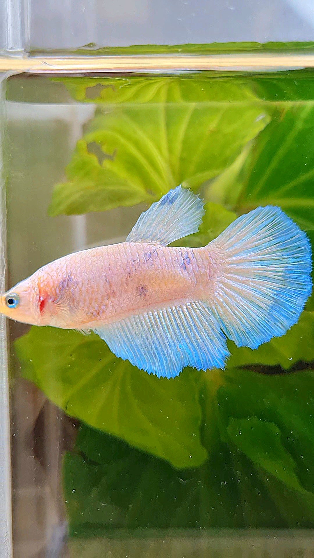 FEMALE HALFMOON WHITE LINE BLUE RIM BETTA FISH