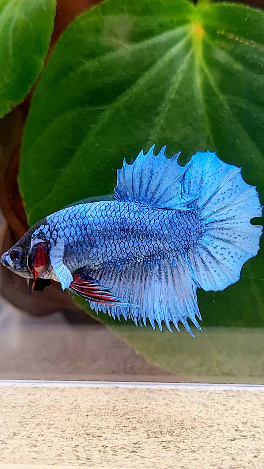 CROWNTAIL PLAKAT STEEL BLUE BLACK FACE BETTA FISH