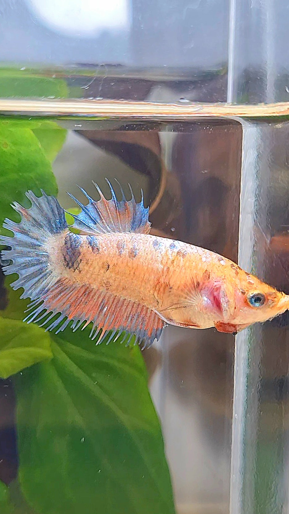 FEMALE CROWNTAIL MULTICOLOR BETTA FISH