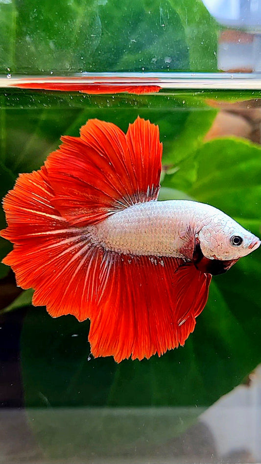 HALFMOON ROSETAIL RED DRAGON BETTA FISH