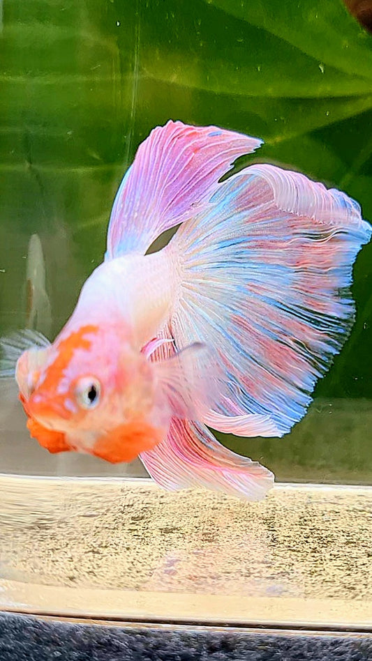 HALFMOON PINK FLAMINGGO BETTA FISH