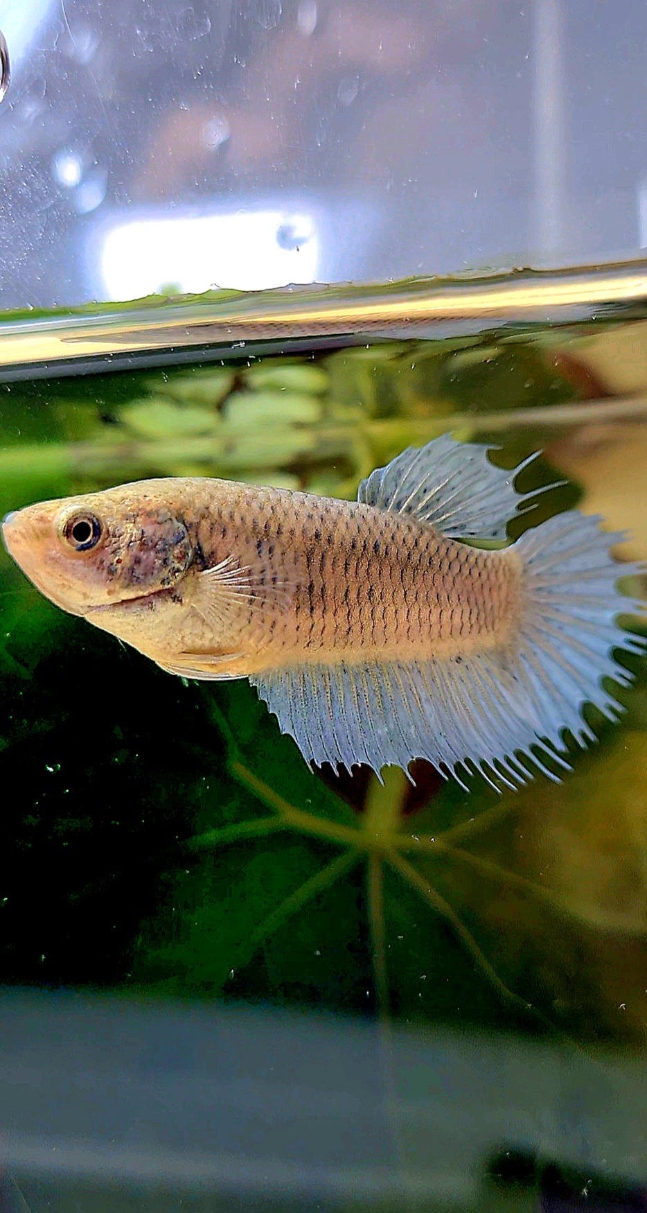 FEMALE CROWNTAIL BETTA FISH
