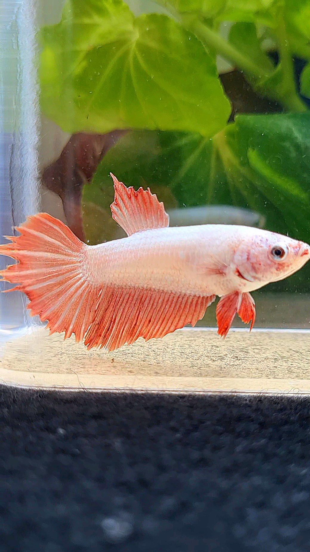 FEMALE HALFMOON RED DRAGON BETTA FISH