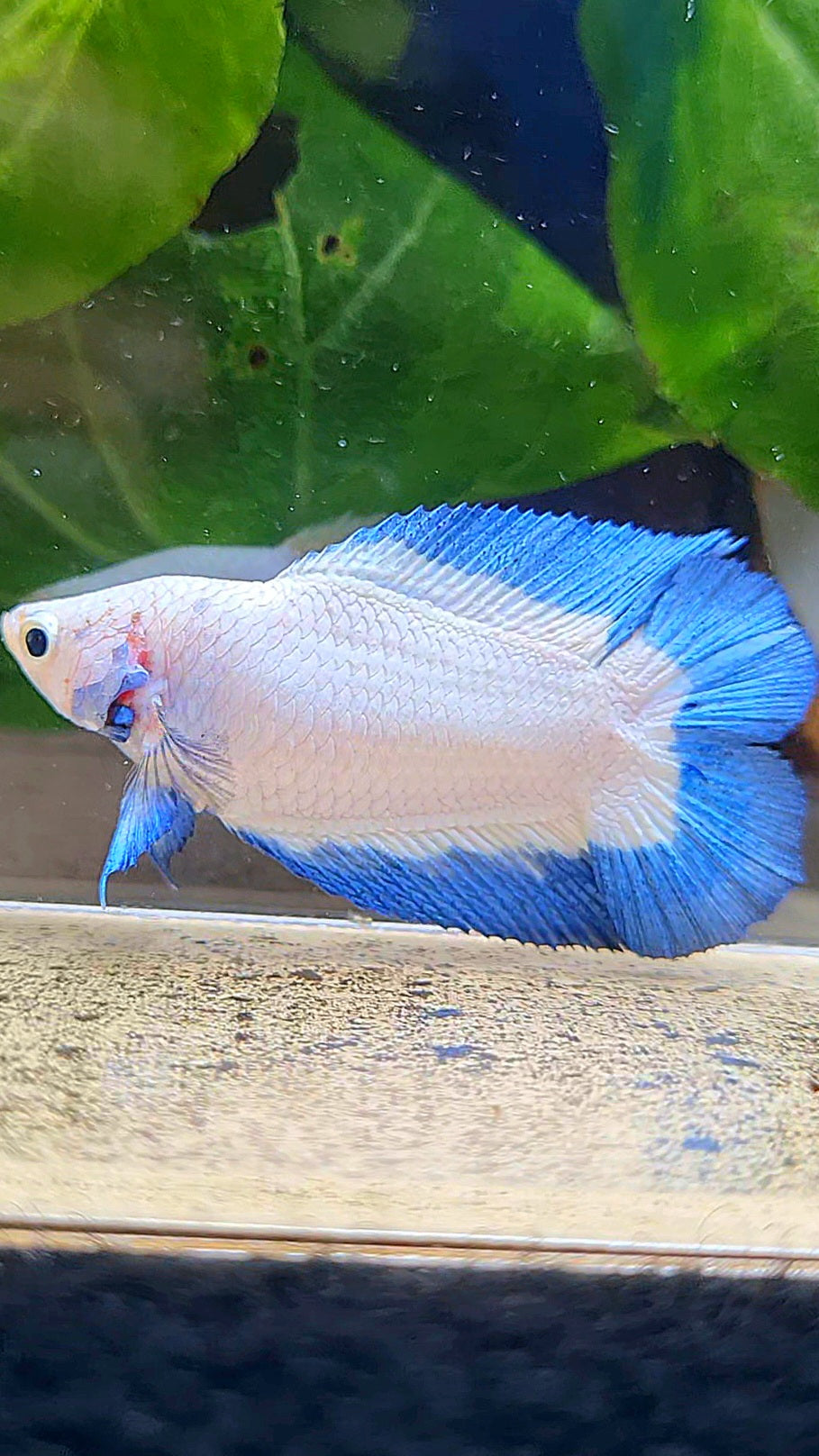 FEMALE HALFMOON DOUBLE TAIL BLUE RIM BUTTERFLY BETTA FISH