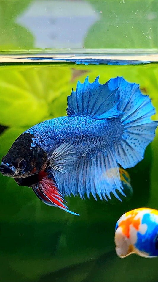CROWNTAIL PLAKAT STEEL BLUE BLACK FACE BETTA FISH
