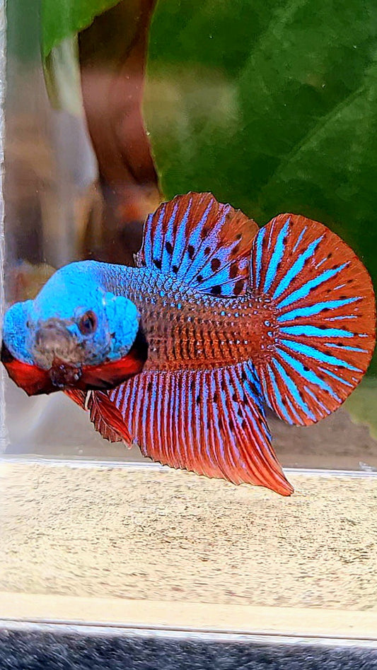 PLAKAT ALIEN BLUE GREEN HYBRID WILD BETTA FISH