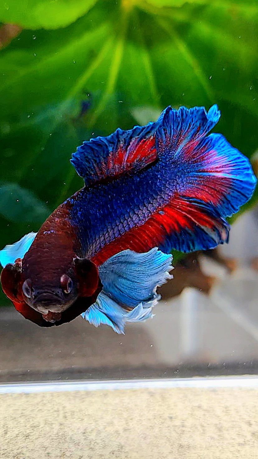 PLAKAT DOUBLE TAIL DUMBO EAR BLUE TURQUOISE BETTA FISH