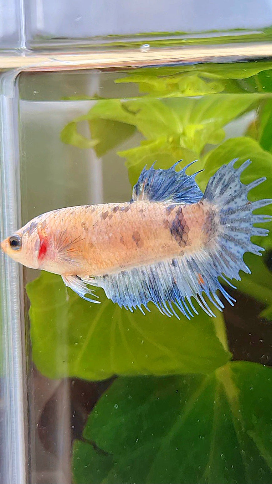 FEMALE CROWNTAIL PLAKAT BLUE DOTS MARBLE BETTA FISH