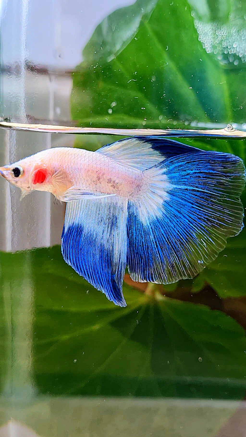 HALFMOON BLUE RIM BUTTERFLY BETTA FISH
