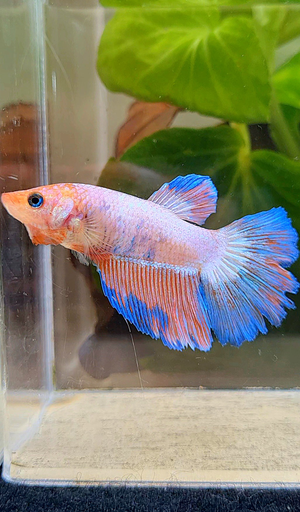 FEMALE HALFMOON PINK BLUE FLAMINGGO RIM BETTA FISH