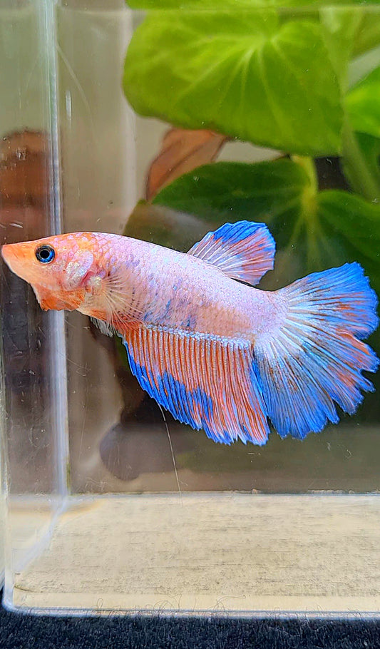 FEMALE HALFMOON PINK BLUE FLAMINGGO RIM BETTA FISH