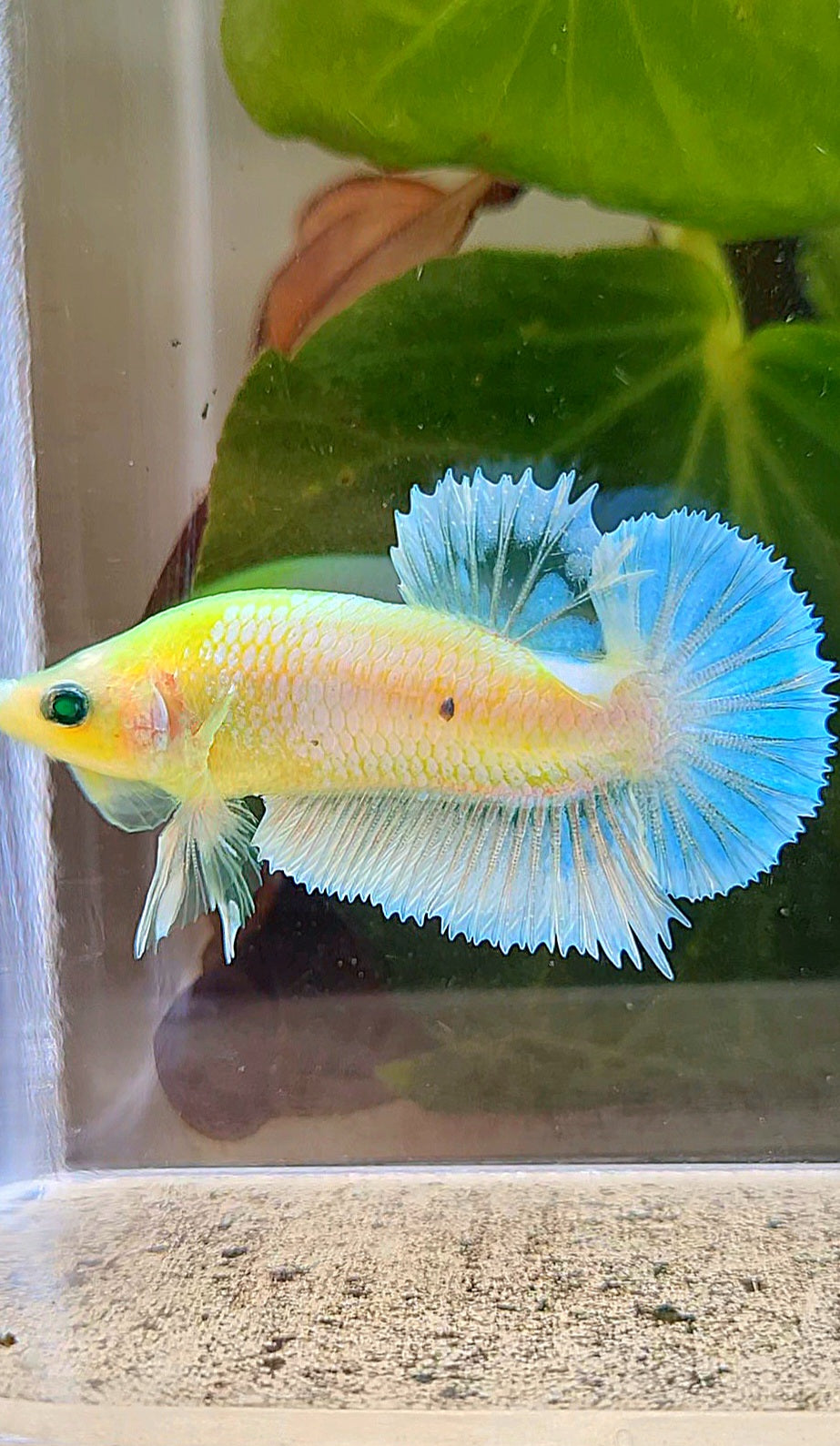 PLAKAT HULK NEON WHITE BLUE SKY UNIQUE BETTA FISH