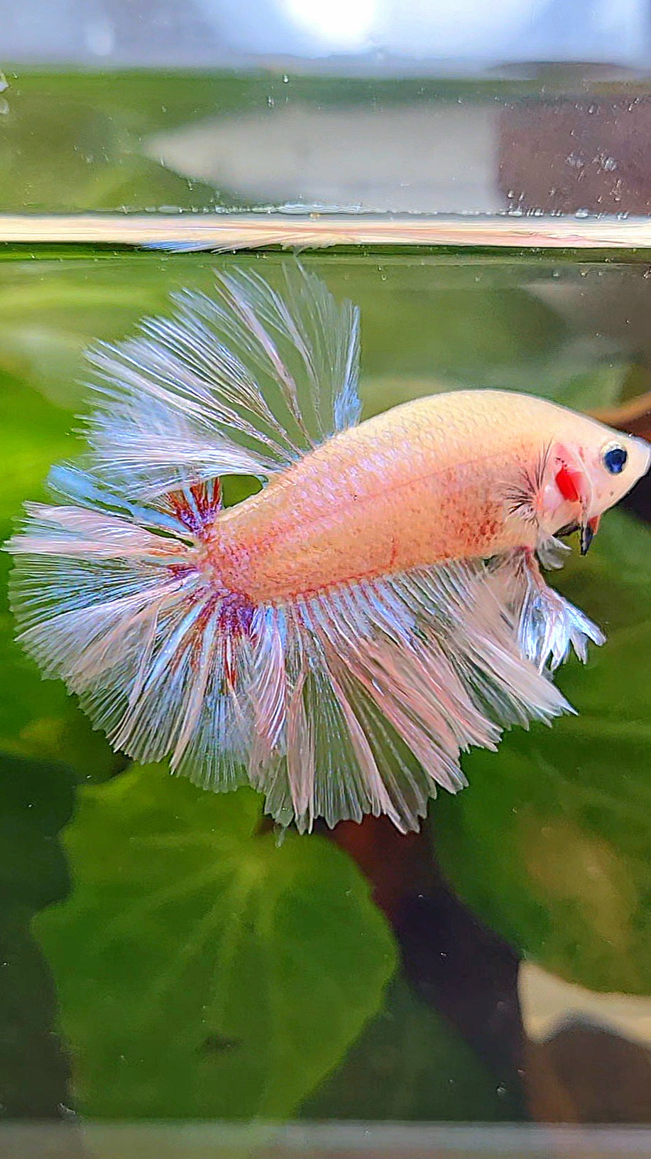KING ROSETAIL HALFMOON WHITE CELLOPHANE UNIQUE BETTA FISH