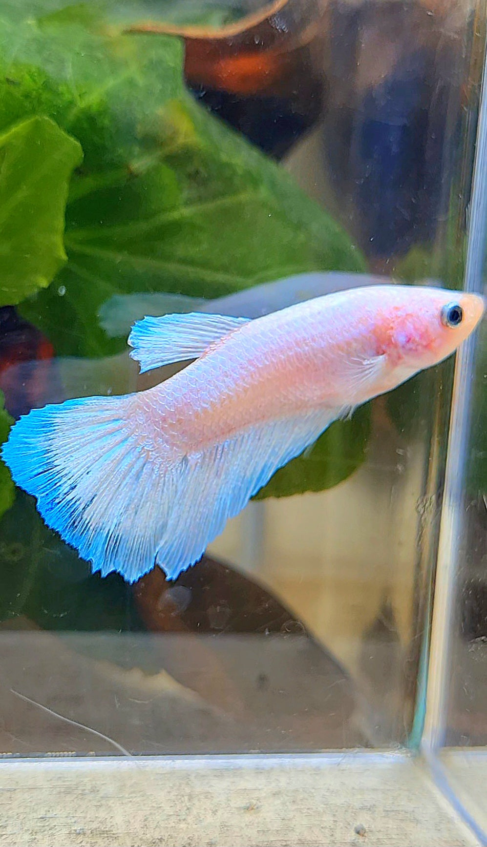 FEMALE HALFMOON WHITE BLUE THIN BETTA FISH