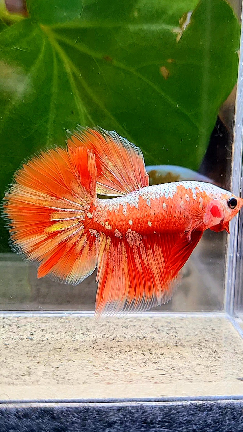 HALFMOON RED GOLD GALAXY RGG BETTA FISH