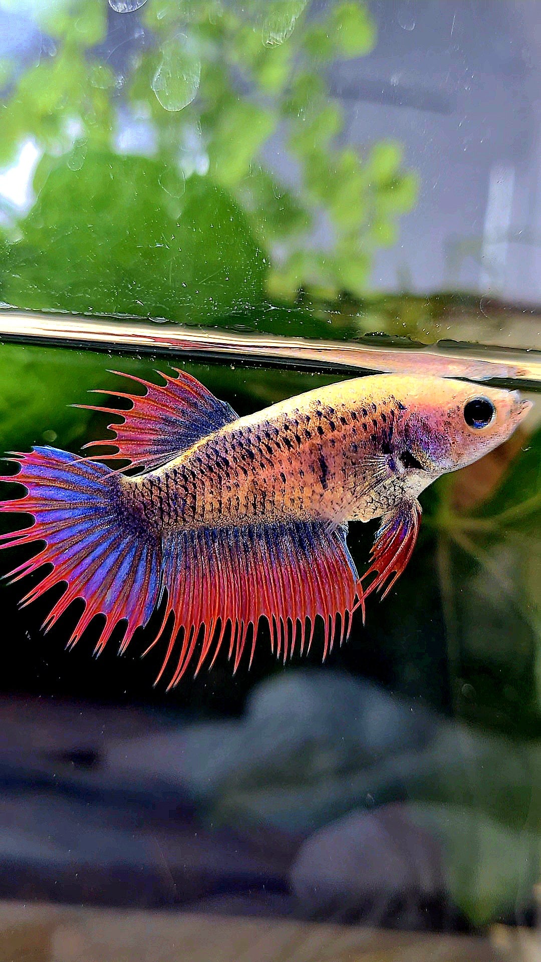 FEMALE CROWNTAIL PURPLE MASCOT BETTA FISH