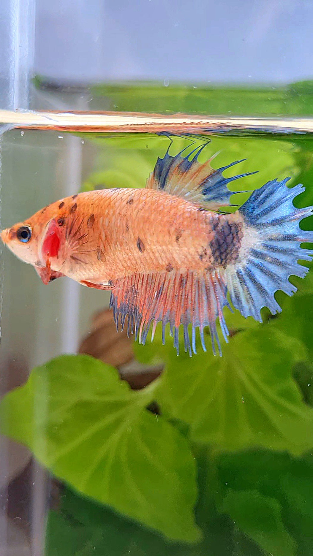 FEMALE CROWNTAIL MULTICOLOR BETTA FISH