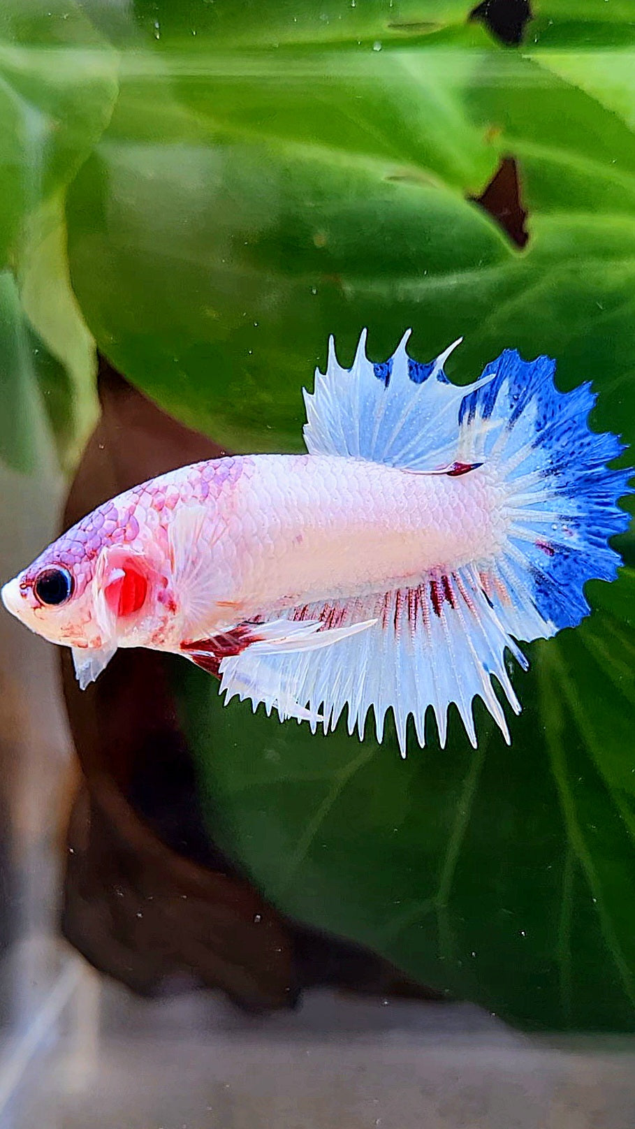 CROWNTAIL PLAKAT WHITE BLUE RIM FANCY BETTA FISH