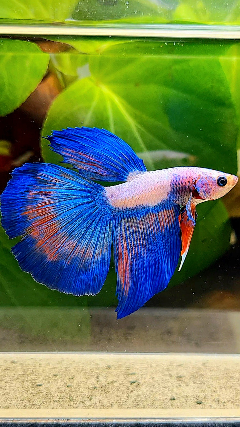 HALFMOON BLUE RIM FLAMINGGO BETTA FISH