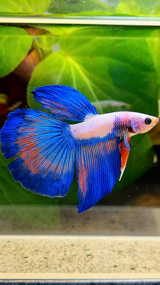 HALFMOON BLUE RIM FLAMINGGO BETTA FISH