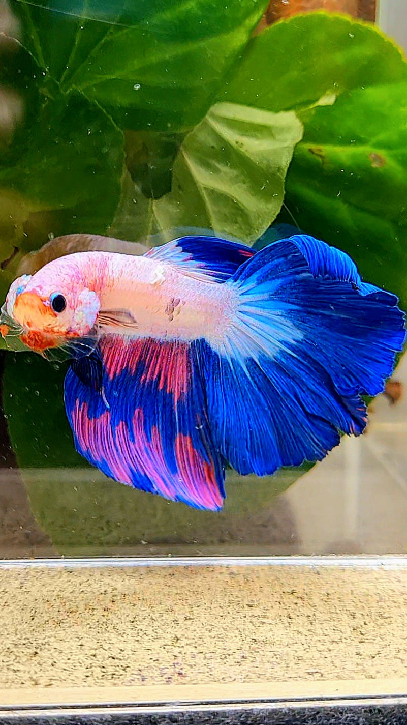 HALFMOON ROSETAIL PINK FANCY FLAMINGGO BLUE RIM BETTA FISH
