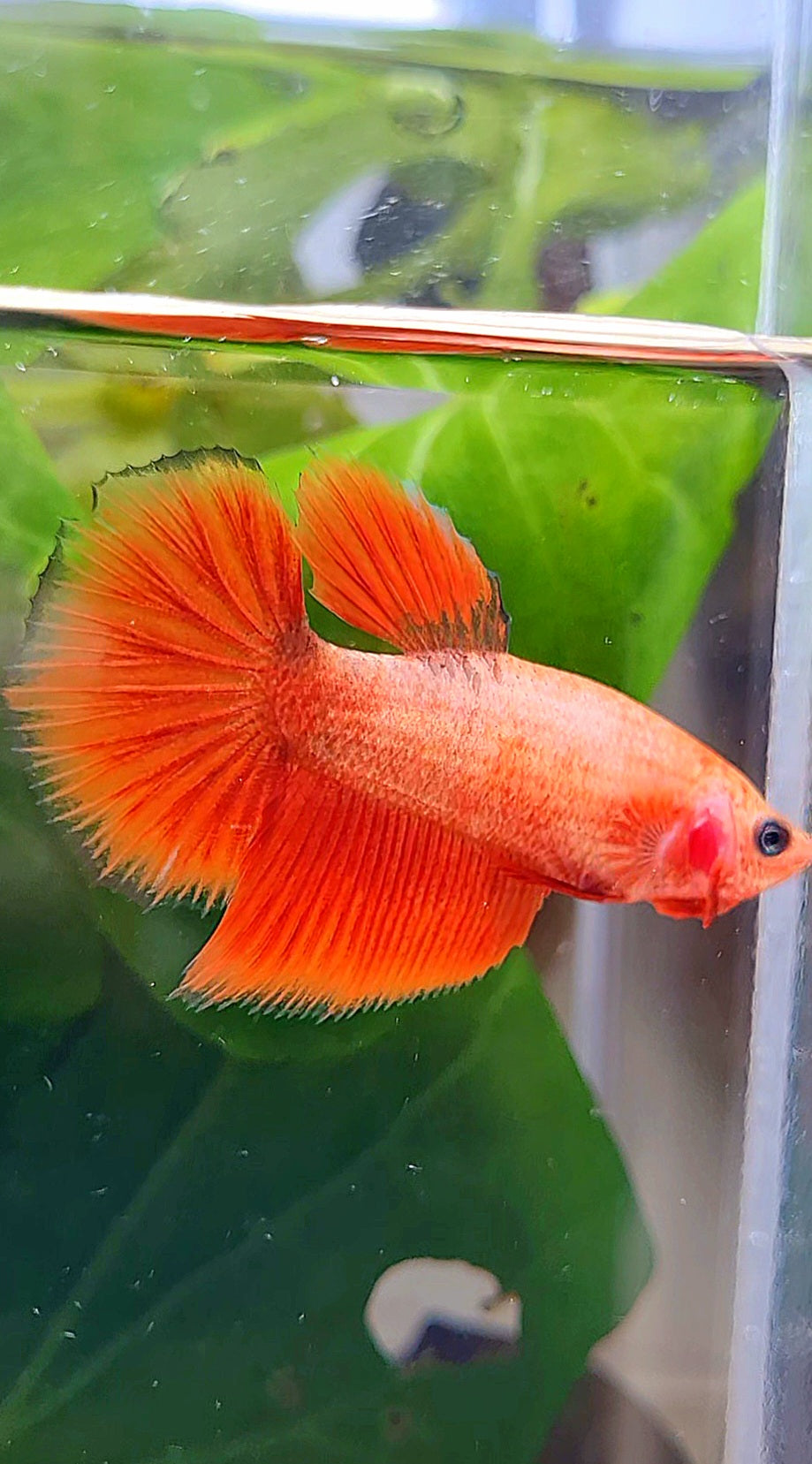 FEMALE HALFMOON RED BETTA FISH