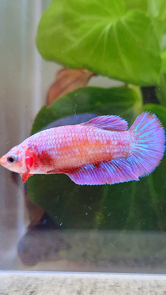 FEMALE PLAKAT RED PURPLE GALAXY RPG BETTA FISH
