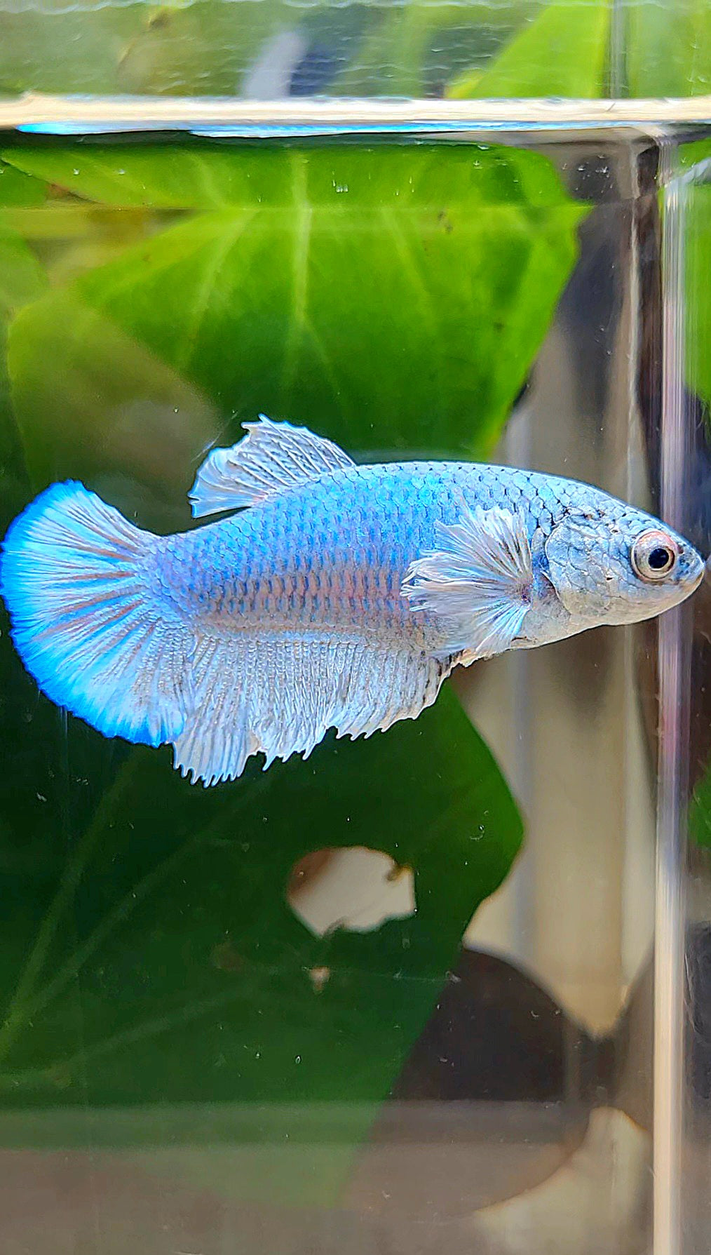FEMALE HALFMOON BLUE BETTA FISH